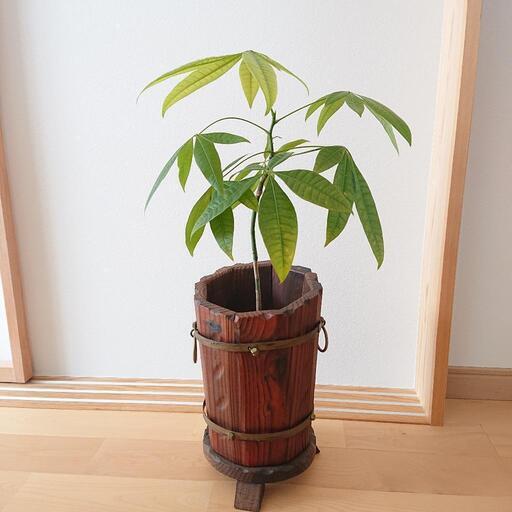 カントリー調の植物プランター