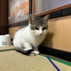 遊びたくて仕方ないキジ白ちゃん⭐︎