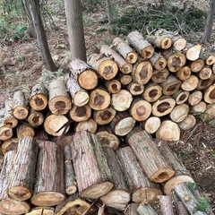 杉や檜40-45センチくらいの画像