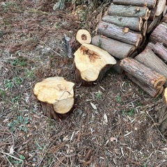 杉や檜40-45センチくらいの画像