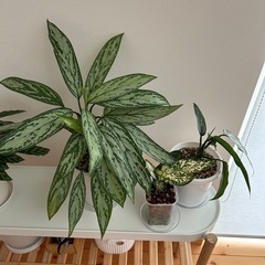 グラオネマ 2鉢セット  観葉植物