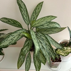 グラオネマ 2鉢セット  観葉植物の画像