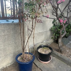 鉢2つの画像