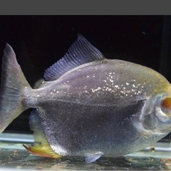 熱帯魚　レインボーパクーの画像