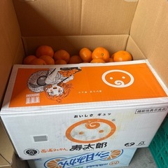 静岡県産🍊西浦みかん寿太郎１つ70g程¥80にて小売します！✨
