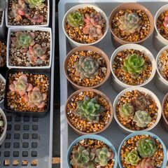 多肉植物　エケベリア　の画像