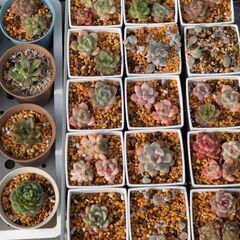 多肉植物　エケベリア　の画像