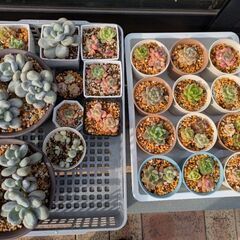 多肉植物　エケベリア　の画像