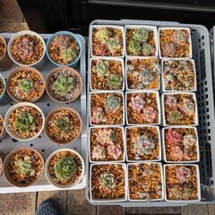 多肉植物　エケベリア　