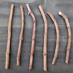😉無料！ ☝️極太の✂️剪定枝(🍇甲州) 