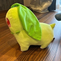 チコリータの画像