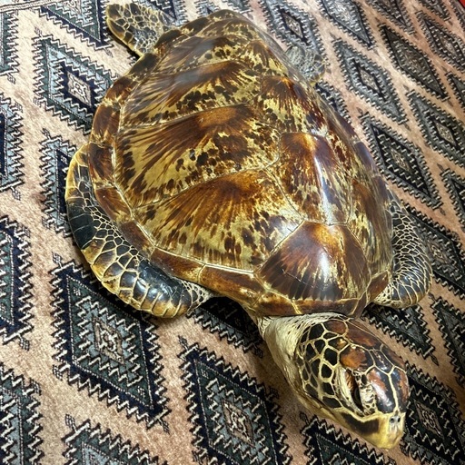 うみがめのはくせい