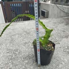 イエローピタヤ（黄色のドラゴンフルーツ）の画像
