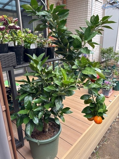 （接木）5年生 ブラッドオレンジ モロ苗木