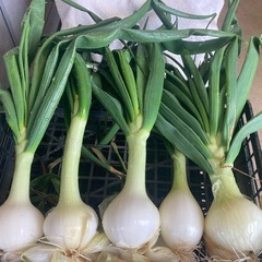 サラダ玉ねぎ　葉っぱ丸ごとも