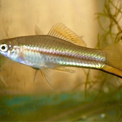 メキシコ産卵胎生メダカジフォフォールス　カルマニー　ワンペア