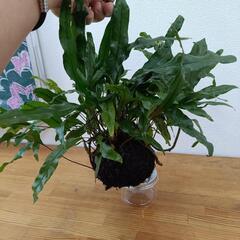 【観葉植物】カンガルーファン（シダ類）の画像
