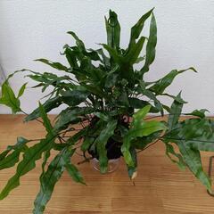 【観葉植物】カンガルーファン（シダ類）の画像