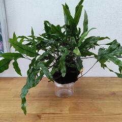 【観葉植物】カンガルーファン（シダ類）