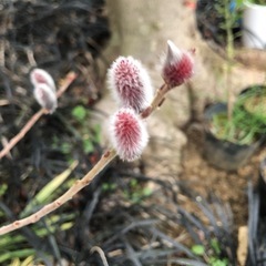 ネコヤナギ（花芽が赤色）の画像