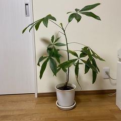 観葉植物(パキラ)