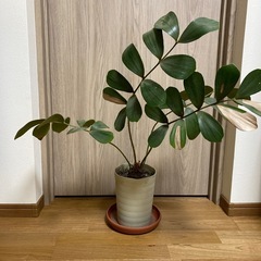 観葉植物(ザミア&カポック)
