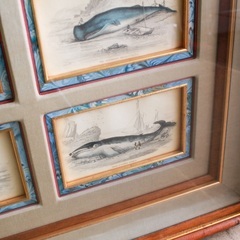 【武蔵小山店】 スコットランド 鯨 絵画 資料 アート ヴィンテージ 版画 銅版画 海洋生物 壁掛け インテリア クジラ アンティーク 海 レトロ雑貨  THE NATURALIST'S LIBRARY WILLIAM JARDINE WILLIAM LIZARDS JAMES HOPE STEWART Spermaceti Whale の画像