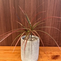 観葉植物　ドラセナ　コンシンネ　二本立て
の画像