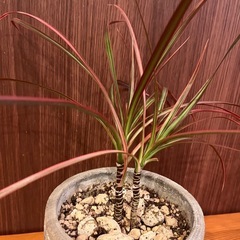 観葉植物　ドラセナ　コンシンネ　二本立て
の画像