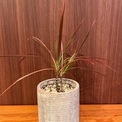 観葉植物　ドラセナ　コンシンネ　二本立て
