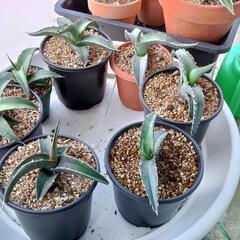 サボテン・アガベ・植物・苗等、色々ございますの画像