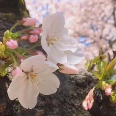 てくてく散歩