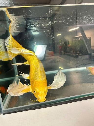 ✨ 美しさと優雅さの極致！黄金の錦鯉を新しいお家へ ✨**