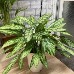 観葉植物🪴アグラオネマ🌴✨