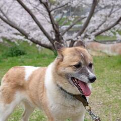 けんちゃん　保護犬　８〜10才ぐらい − 岡山県