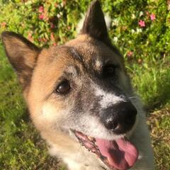 けんちゃん　保護犬　８〜10才ぐらい