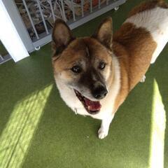 けんちゃん　保護犬　８〜10才ぐらい - 犬