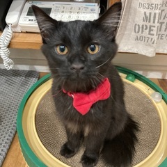 黒猫里親募集