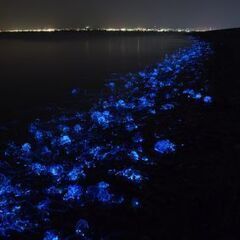 日本海に釣りやホタルイカすくいへ