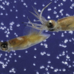 日本海に釣りやホタルイカすくいへ - 長野市