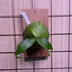 お譲り先が決まりました^ - ^　ホーンズサプライズとペイトン  