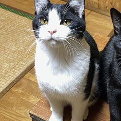 ハチワレ子猫【かえで♂】