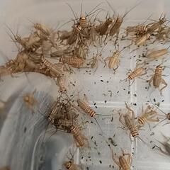 🐛🐜🪳🦗イエコオロギ 500😳😱の画像