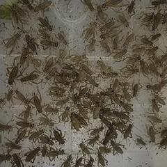 🐛🐜🪳🦗イエコオロギ 500😳😱の画像