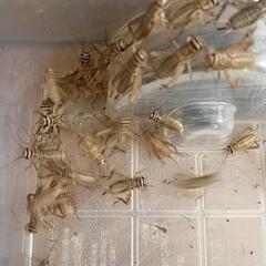 🐛🐜🪳🦗イエコオロギ 500😳😱の画像