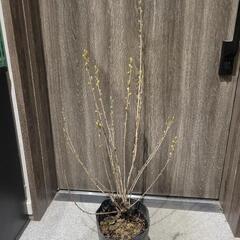 リキュウバイ 利休梅