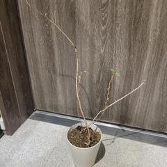 リキュウバイ