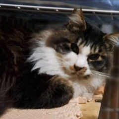 🌸3月16日(日)すみれペットクリニック様にて『 立川地域猫の会...