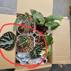 希少　シルバージュエル(ベゴニア)の画像