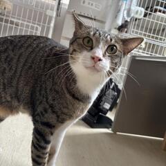 【保護猫の里親募集】チートくん　キジ白オス - 猫